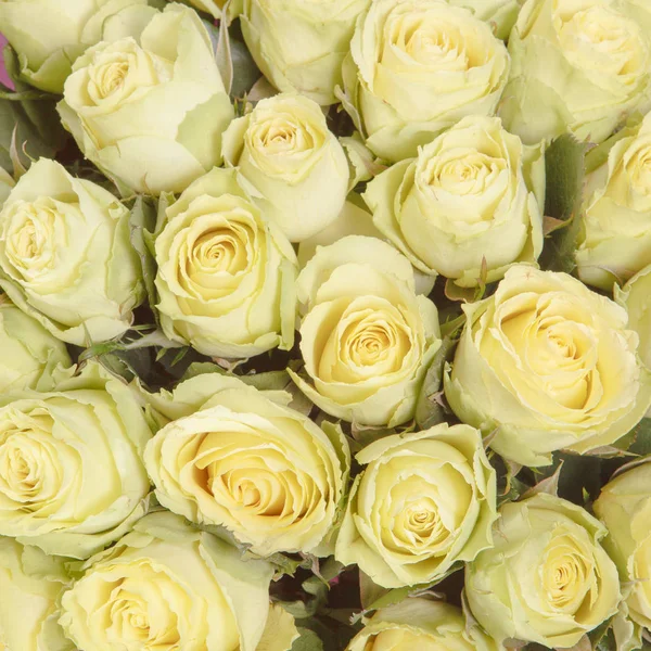 White roses background — Stock Photo, Image