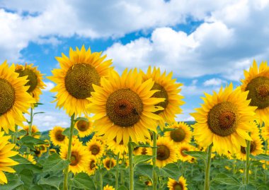 Field of blooming sunflowers on a background sky clipart