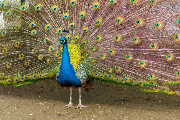 Fotografía de los múltiples ojos de las plumas de un pavo real indio en exhibición completa —  Fotos de Stock