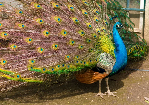 Fotografía de los múltiples ojos de las plumas de un pavo real indio en exhibición completa —  Fotos de Stock