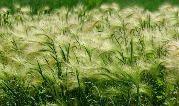 A background image of green barley field — Stock Image A background image of green barley field Stock Photo