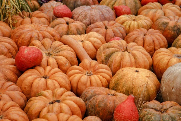 Abóboras laranja em exposição no mercado de agricultores. Conceito de colheita e ação de graças — Fotografia de Stock