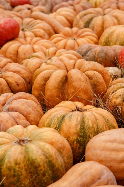 Oranje pompoenen tentoongesteld op de boerenmarkt. Oogsten en Thanksgiving concept — Stockfoto