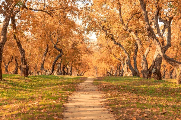 Pathway through the autumn forest — Stock Photo, Image