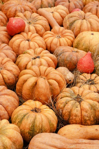 農民市場での表示でオレンジ色のカボチャ。収穫と感謝祭のコンセプト — ストック写真