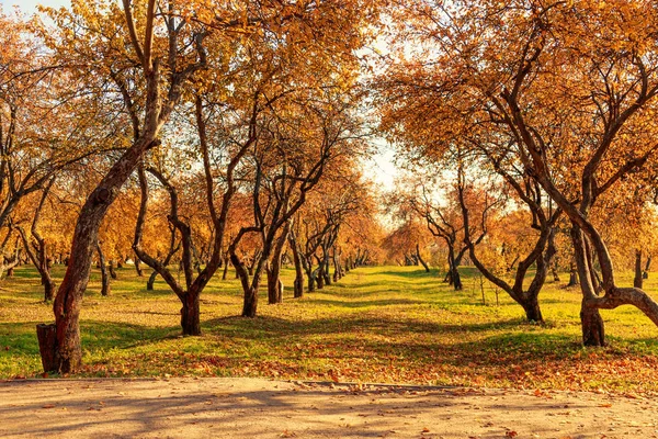 Ławka w jesiennym parku. Jesienny krajobraz. — Zdjęcie stockowe