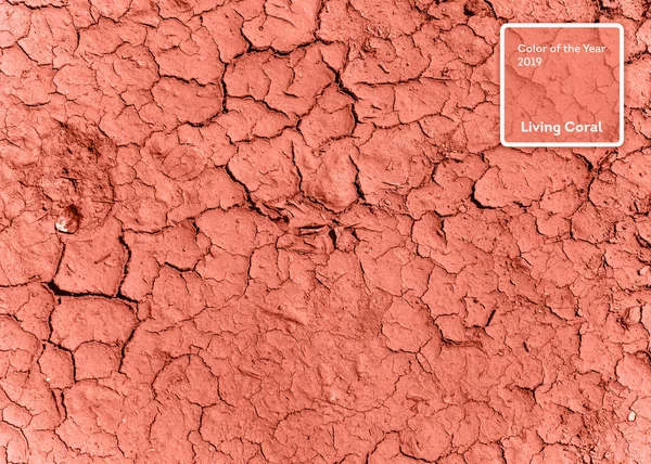 Color coral vivo del año 2019. Sequía tierra reseca con coral en color de moda — Foto de Stock