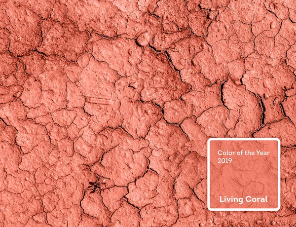 Color coral vivo del año 2019. Sequía tierra reseca con coral en color de moda — Foto de Stock
