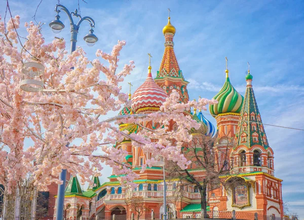 Moscow and St. Basil Cathedral at spring day through flowering tree — Stock Photo, Image