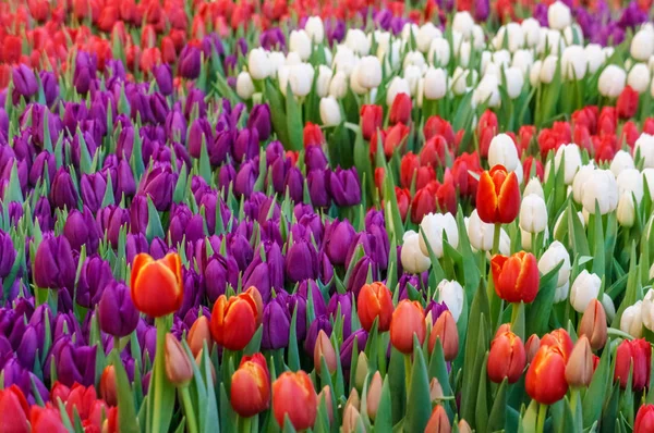 Campo colorido de fundo tulipas. Bela paisagem de primavera. Flor de flores de flor — Fotografia de Stock