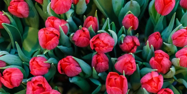 Bouquet de tulipes multicolores. fleurs fraîches de printemps — Photo