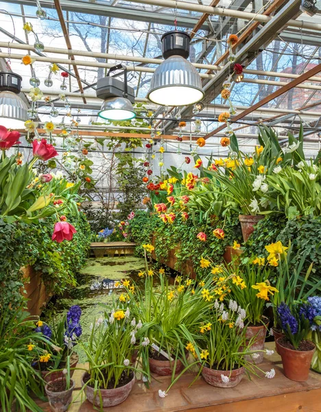 Flowers in green house. Floral bouquet shop. Blooming plants and multi color flowers inside a garden center — Stock Photo, Image
