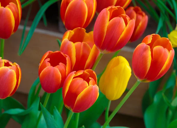 Tulipas vermelhas amarelas com fundo bonito buquê. Campo da natureza da primavera. Jardim plantas frescas — Fotografia de Stock