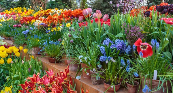 Flores em casa verde. Loja de bouquet floral. Plantas florescentes e flores multi cor dentro de um centro de jardim — Fotografia de Stock