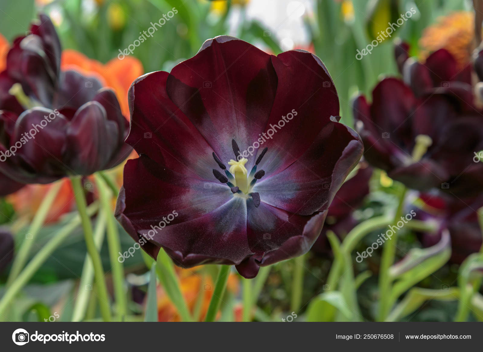 Black Tulip Flower Spring Garden Background Beautiful Tulips Growing At Field Queen Of The Night Tulips Otherwise Known As Black Tulips Stock Photo C Gilmanshin 250676508