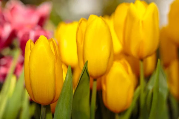 Gros plan de belles tulipes. Fleurs de printemps fond de fleur. Plante fraîche dans le jardin. Champ tulipe — Photo