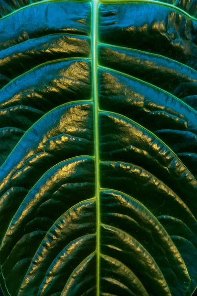 熱帯のヤシの緑葉、花柄の背景、実際の写真。ナチュラル リーフの葉パターン。暗いヤシの森の壁紙 — ストック写真