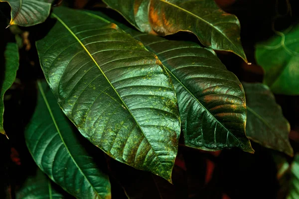 Hojas de palma verde tropical, fondo de patrón floral, foto real. Patrón de follaje natural de la hoja. Fondo de pantalla bosque de palma oscura —  Fotos de Stock