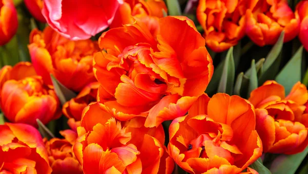 Gros plan de belles tulipes. Fleurs de printemps fond de fleur. Plante fraîche dans le jardin. Champ tulipe — Photo