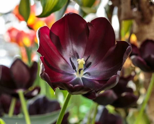 黒いチューリップの花。春の庭の背景。美しいチューリップ フィールドで成長しています。黒いチューリップとも呼ばれる夜チューリップの女王 — ストック写真