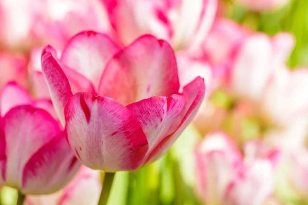 Gros plan de belles tulipes. Fleurs de printemps fond de fleur. Plante fraîche dans le jardin. Champ tulipe — Photo