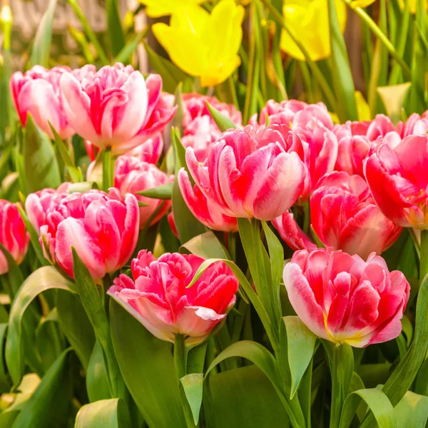 Gros plan de belles tulipes. Fleurs de printemps fond de fleur. Plante fraîche dans le jardin. Champ tulipe — Photo