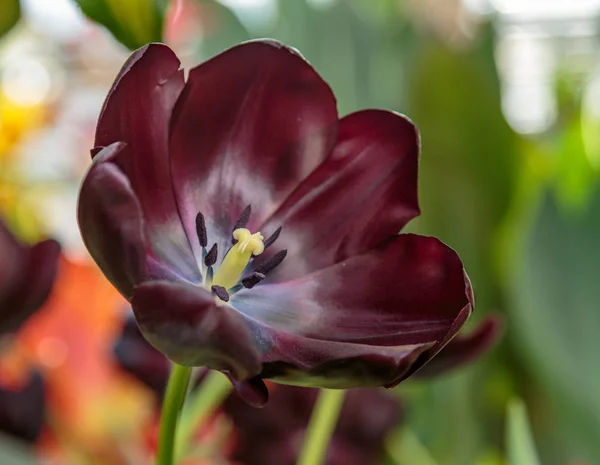 黒いチューリップの花。春の庭の背景。美しいチューリップ フィールドで成長しています。黒いチューリップとも呼ばれる夜チューリップの女王 — ストック写真