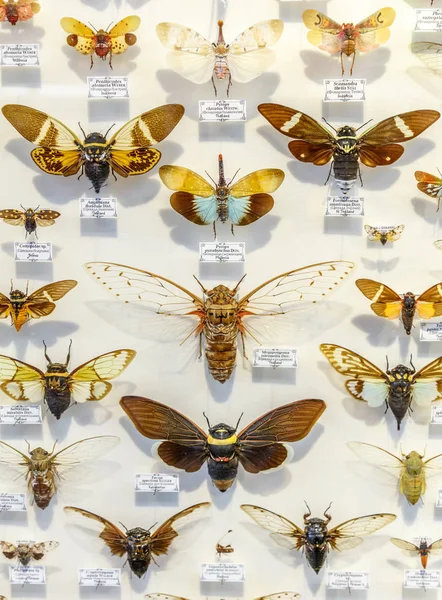 Μόσχα, Ρωσία - 12 Μαρτίου, 2019: Συλλογή από αποξηραμένα φυσικά έντομα στον κήπο αποθηκάριος. Σύνολο pin έντομο στο Μουσείο της βιολογίας. Ζωολογία φόντο — Φωτογραφία Αρχείου