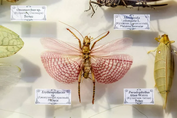Μόσχα, Ρωσία - 12 Μαρτίου, 2019: Συλλογή από αποξηραμένα φυσικά έντομα στον κήπο αποθηκάριος. Σύνολο pin έντομο στο Μουσείο της βιολογίας. Ζωολογία φόντο — Φωτογραφία Αρχείου