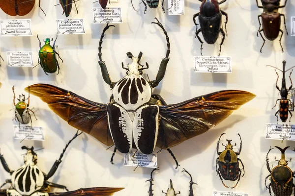 Moscou, Russie - 12 mars 2019 : Collection d'insectes naturels séchés dans le jardin apothicaire. Ensemble d'insectes punaises dans le musée de biologie. Zoologie arrière-plan — Photo