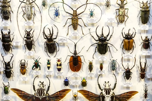 Moscou, Russie - 12 mars 2019 : Collection d'insectes naturels séchés dans le jardin apothicaire. Ensemble d'insectes punaises dans le musée de biologie. Zoologie arrière-plan — Photo
