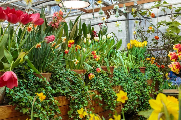 Flores em casa verde. Loja de bouquet floral. Plantas florescentes e flores multi cor dentro de um centro de jardim — Fotografia de Stock