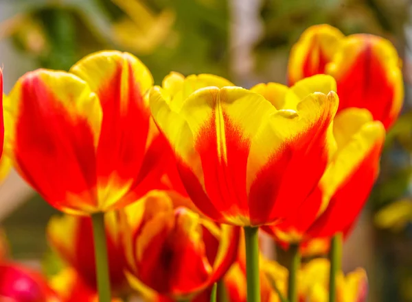 Closeup de belas tulipas. Flores da primavera fundo flor. Planta fresca no jardim. Campo tulipa — Fotografia de Stock