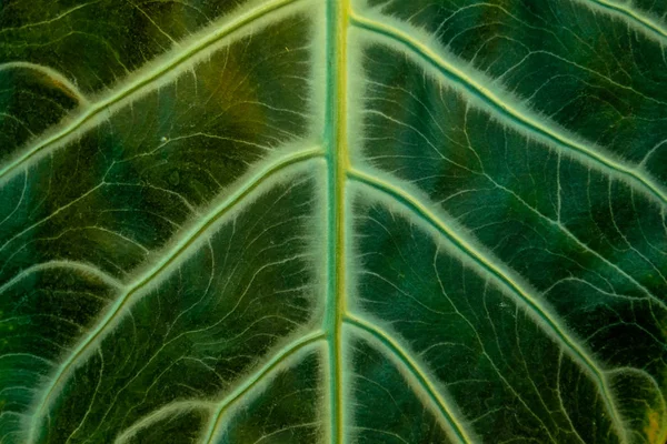 熱帯バナナの葉の質感、大きなヤシの葉の自然暗い緑 — ストック写真