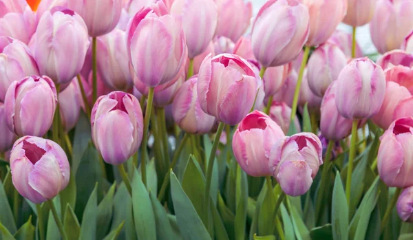 Grupo de tulipas vermelhas no parque. Paisagem Primavera — Fotografia de Stock