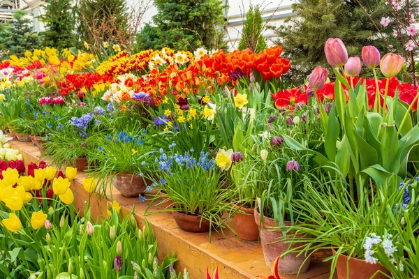 Flores em casa verde. Loja de bouquet floral. Plantas florescentes e flores multi cor dentro de um centro de jardim — Fotografia de Stock