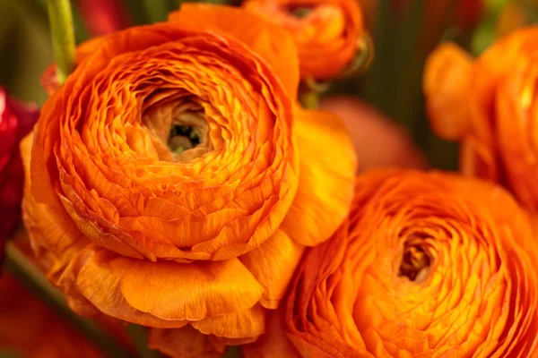 Piękna pomarańczowa piwonia zielna. Z bliska widok Ranunculus aka Jaskier kwiat, wykwintne, z róży, jak kwiaty. Maczka Perska — Zdjęcie stockowe