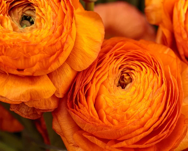 Mooie oranje kruidachtige pioen. Close-up van Ranunculus aka Buttercup bloem, exquise, met een roos-achtige bloesems. Perzische Buttercup — Stockfoto