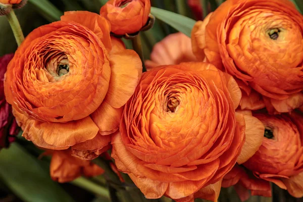 Beautiful orange herbaceous peony. Close up view of Ranunculus aka buttercup flower, exquisite, with a rose-like blossoms. Persian buttercup — Stock Photo, Image