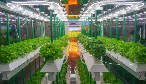 Soilless culture of vegetables under artificial light. Organic hydroponic vegetable garden. LED light Indoor farm, Agriculture Technology. Inside a warehouse without the need for sunlight — Stock Photo, Image