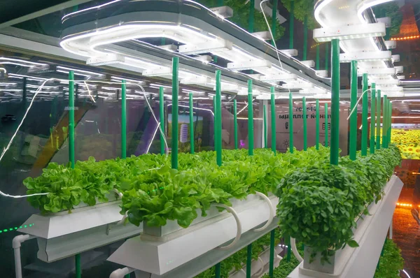 Soilless culture of vegetables under artificial light. Organic hydroponic vegetable garden. LED light Indoor farm, Agriculture Technology. Inside a warehouse without the need for sunlight — Stock Photo, Image