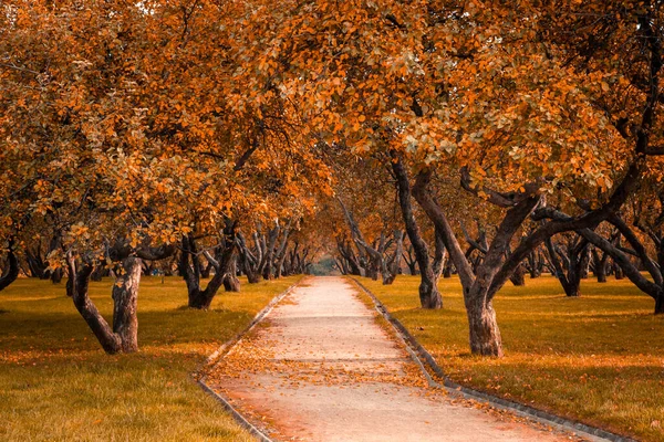 Осень в лесу. Перспектива трассы в осеннем парке с яркими осенними листьями на дороге в солнечном утреннем свете, тонированное фото — стоковое фото