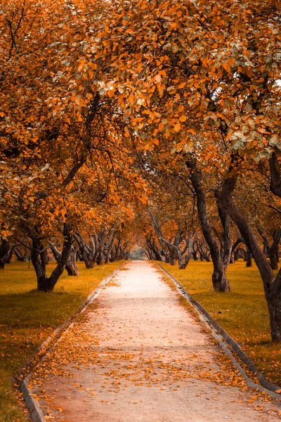 Otoño en el bosque. Perspectiva del camino en el parque de otoño donde las hojas de otoño caídas brillantes en el camino en la luz de la mañana soleada, foto tonificada —  Fotos de Stock