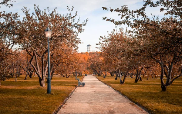 Otoño en el bosque. Perspectiva del camino en el parque de otoño donde las hojas de otoño caídas brillantes en el camino en la luz de la mañana soleada, foto tonificada —  Fotos de Stock