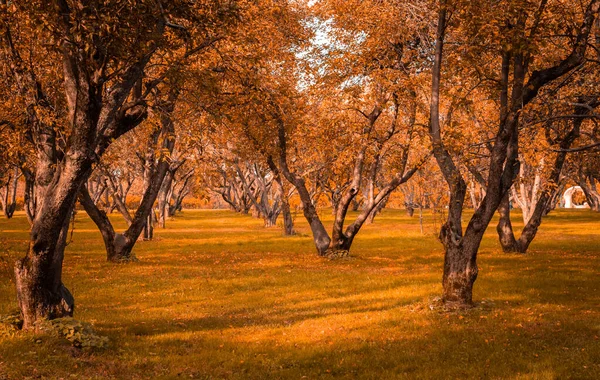 Jesień w lesie. Perspektywa ścieżki w jesiennym parku z jasnymi opadłymi jesiennymi liśćmi na drodze w słonecznym porannym świetle, stonowane zdjęcie — Zdjęcie stockowe