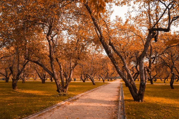 Hösten i skogen. Perspektiv på stigen i höstparken med ljusa fallna höstlöv på väg i soligt morgonljus, tonat foto — Stockfoto