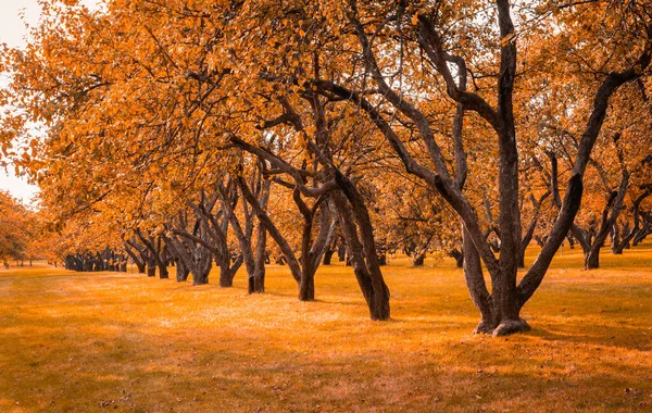 Hösten i skogen. Perspektiv på stigen i höstparken med ljusa fallna höstlöv på väg i soligt morgonljus, tonat foto — Stockfoto