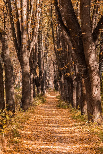 Automne dans la forêt. Perspective du sentier dans le parc d'automne avec des feuilles d'automne tombées brillantes sur la route dans la lumière du matin ensoleillée, photo tonique — Photo