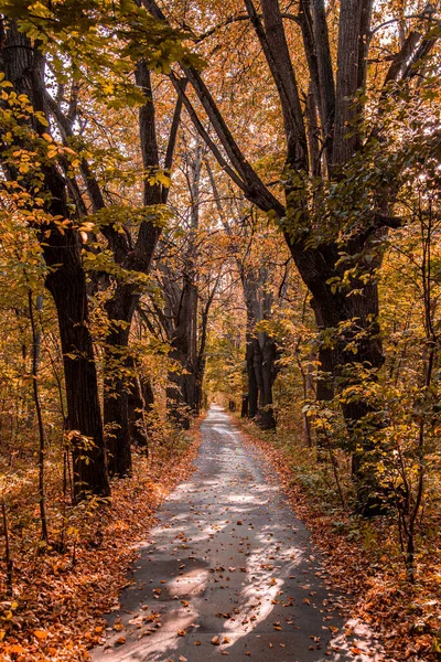 Осень в лесу. Перспектива трассы в осеннем парке с яркими осенними листьями на дороге в солнечном утреннем свете, тонированное фото — стоковое фото