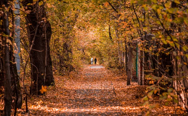 Outono na floresta. Perspectiva do caminho no parque da queda whith folhas caídas brilhantes do outono na estrada na luz ensolarada da manhã, foto tonificada — Fotografia de Stock